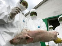 Севастополь не затронула вспышка африканской чумы свиней